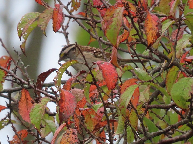White-throated Sparrow - ML643314906
