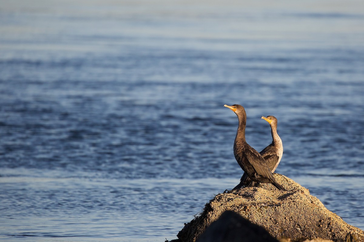 Double-crested Cormorant - ML643314912