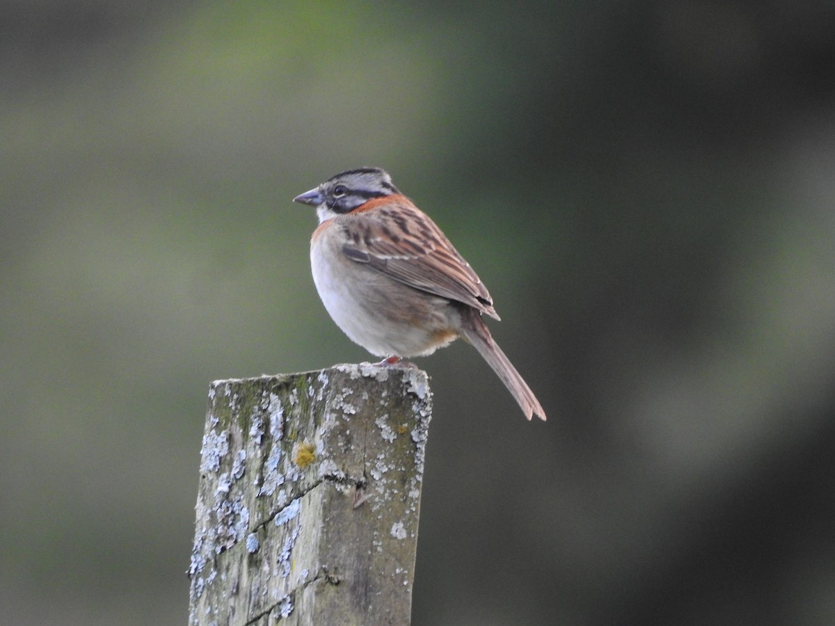 Rufous-collared Sparrow - ML643314921