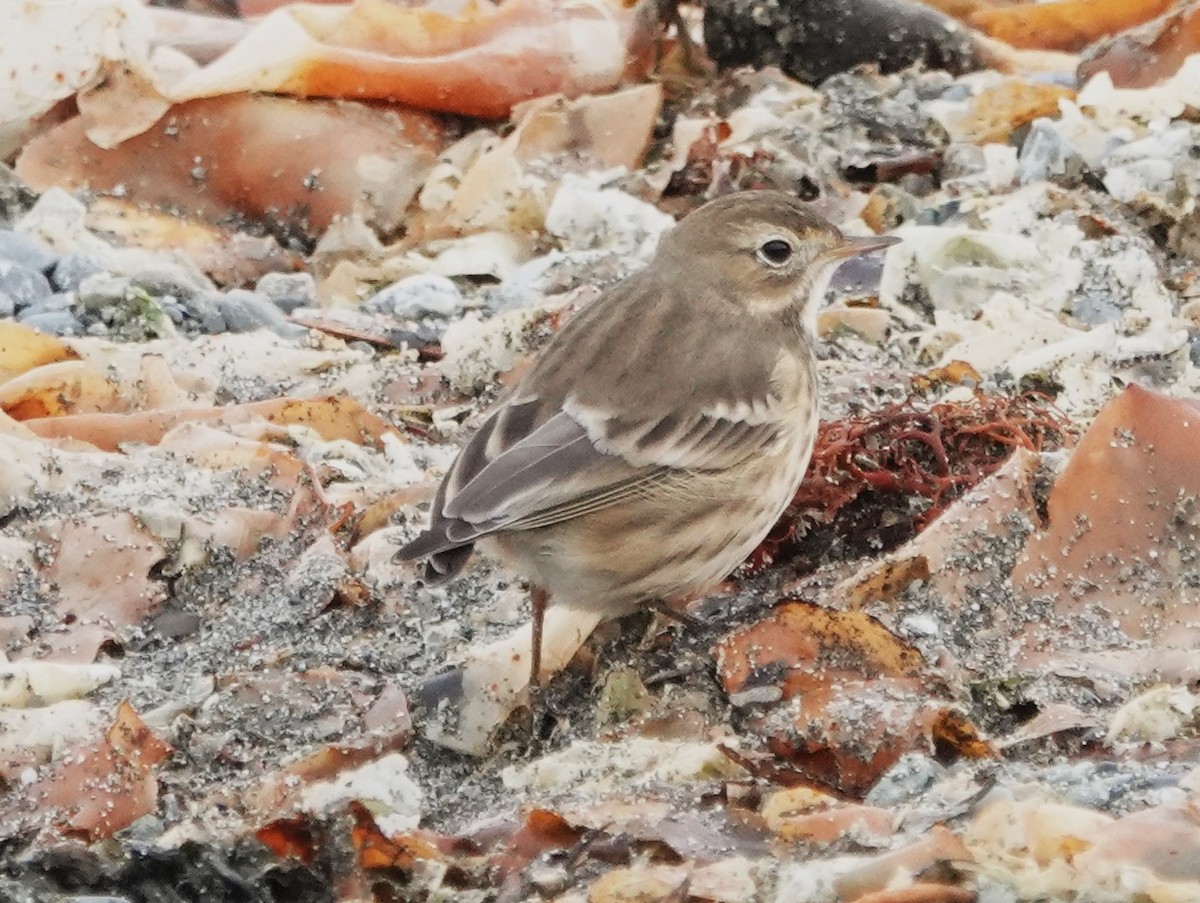 American Pipit - ML643314941