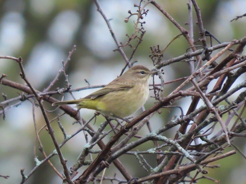 Palm Warbler (Western) - ML643314958