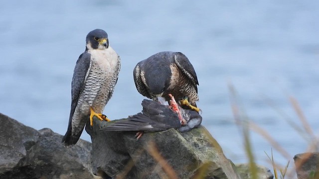 Peregrine Falcon - ML643314975