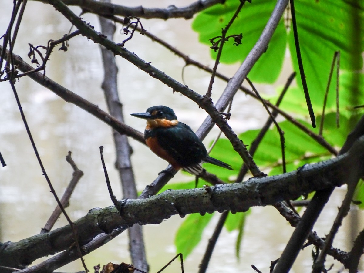 American Pygmy Kingfisher - ML643314996