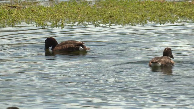 Fuligule austral - ML643315004