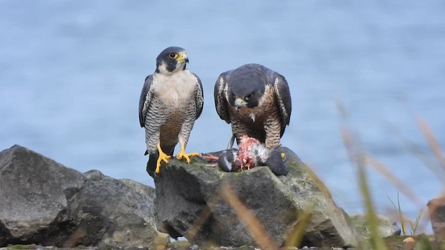 Peregrine Falcon - ML643315011