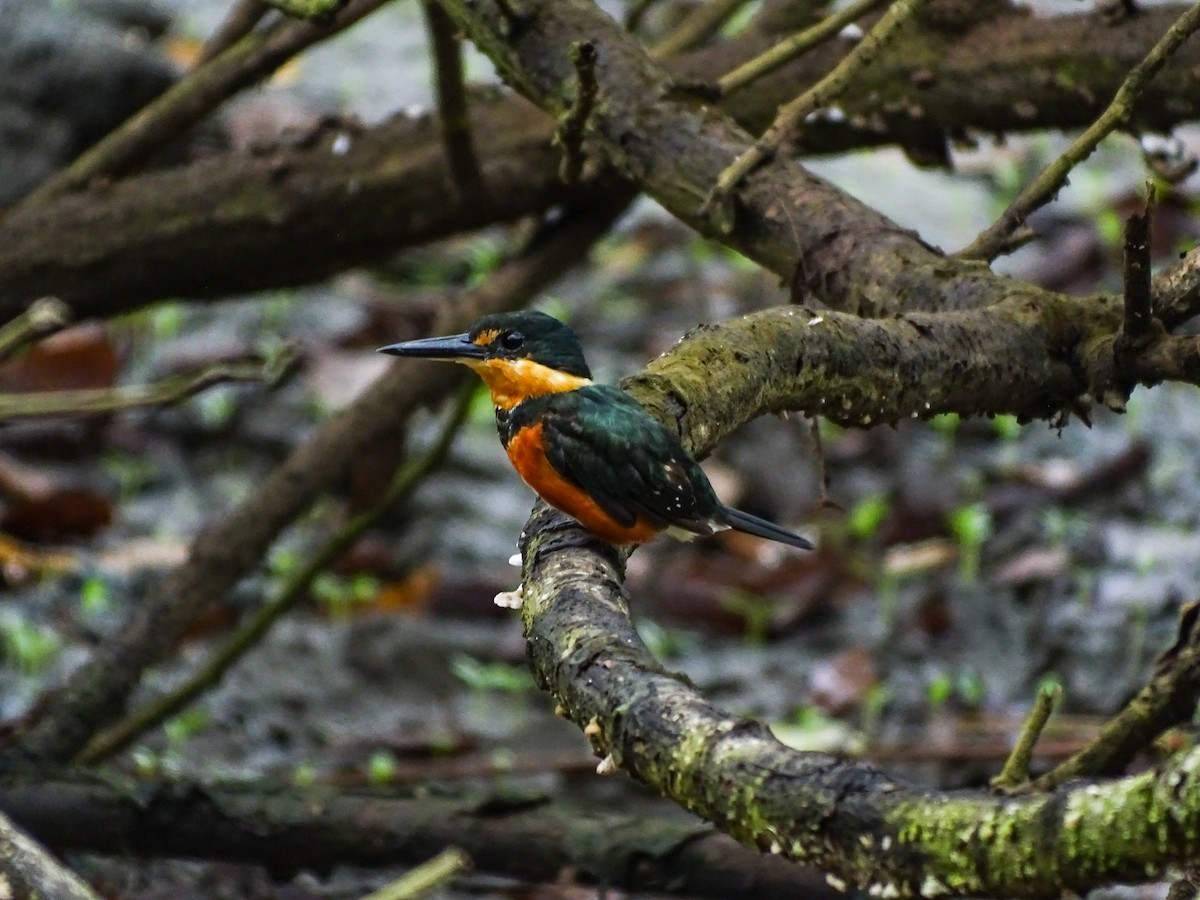 American Pygmy Kingfisher - ML643315035