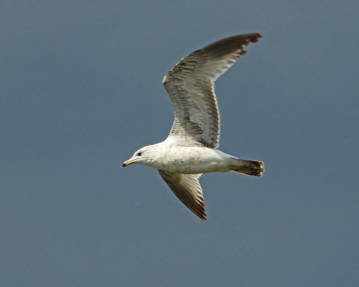 Ring-billed Gull - ML643315041