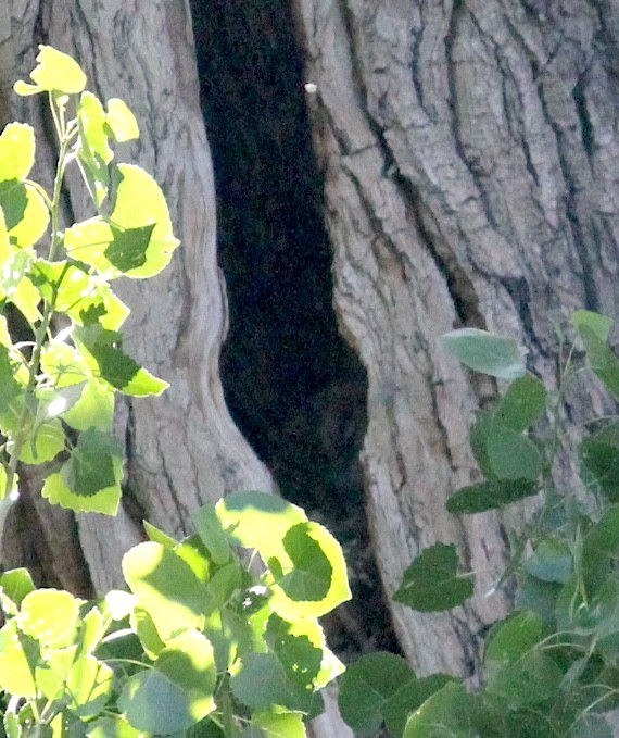 American Barn Owl - ML643315047