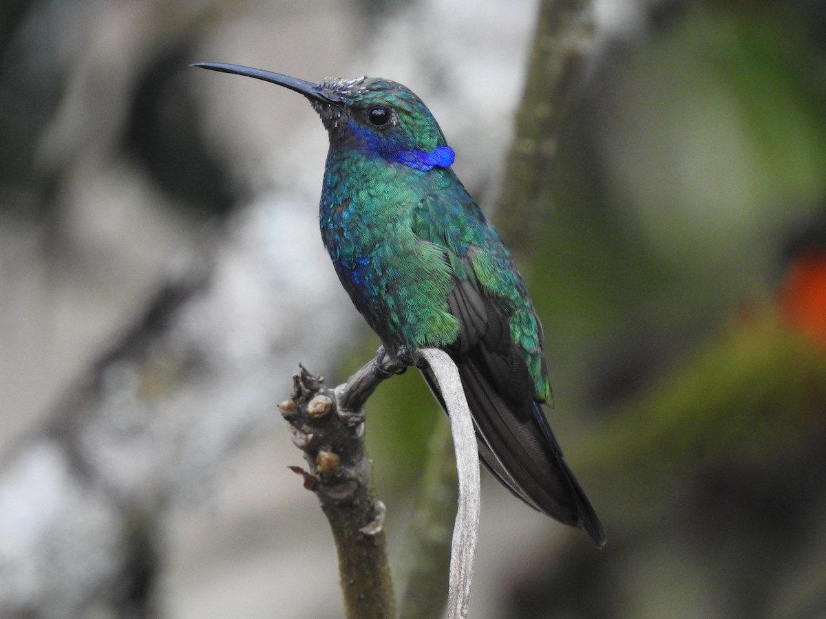 Colibri d'Anaïs - ML643315049