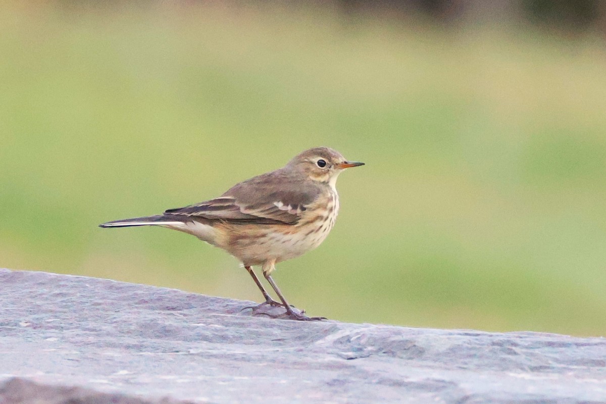 American Pipit - ML643315052