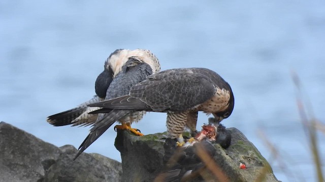 Peregrine Falcon - ML643315060