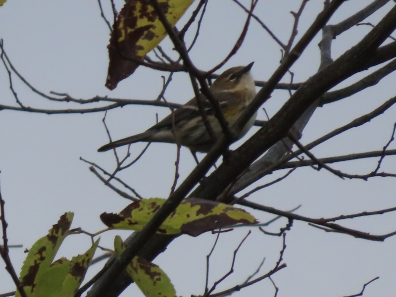 Yellow-rumped Warbler (Myrtle) - ML643315086