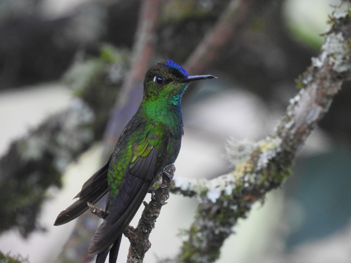 Violet-fronted Brilliant - ML643315095