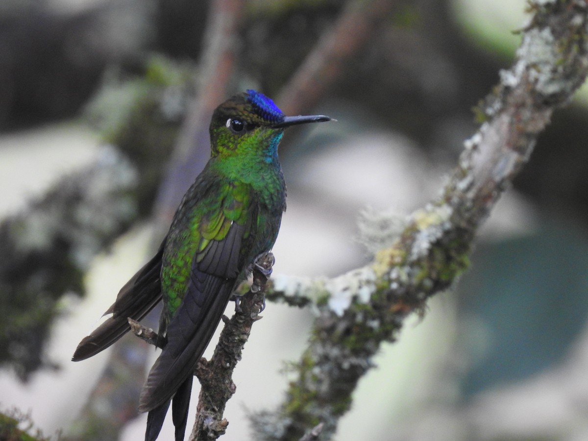 Violet-fronted Brilliant - ML643315096