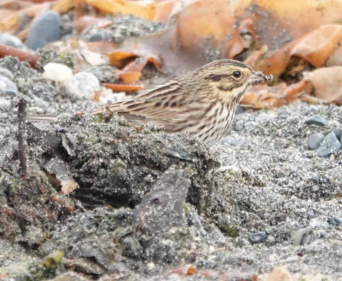 Savannah Sparrow - ML643315102