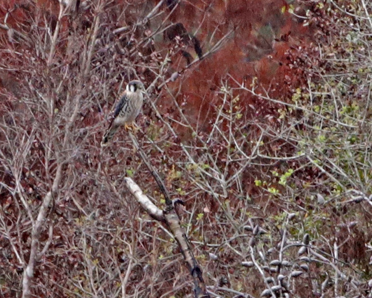 American Kestrel - ML643315130