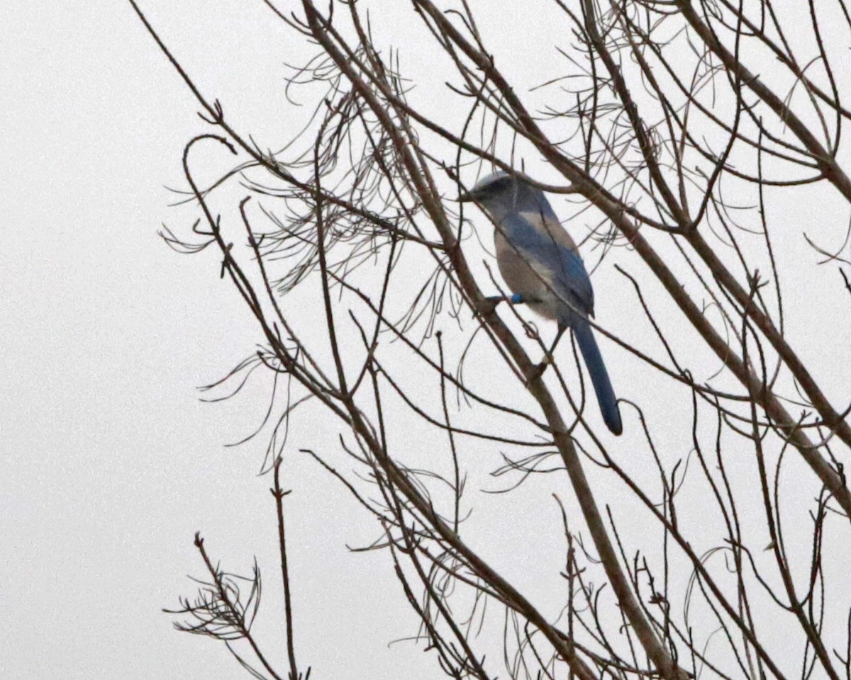 Florida Scrub-Jay - ML643315156