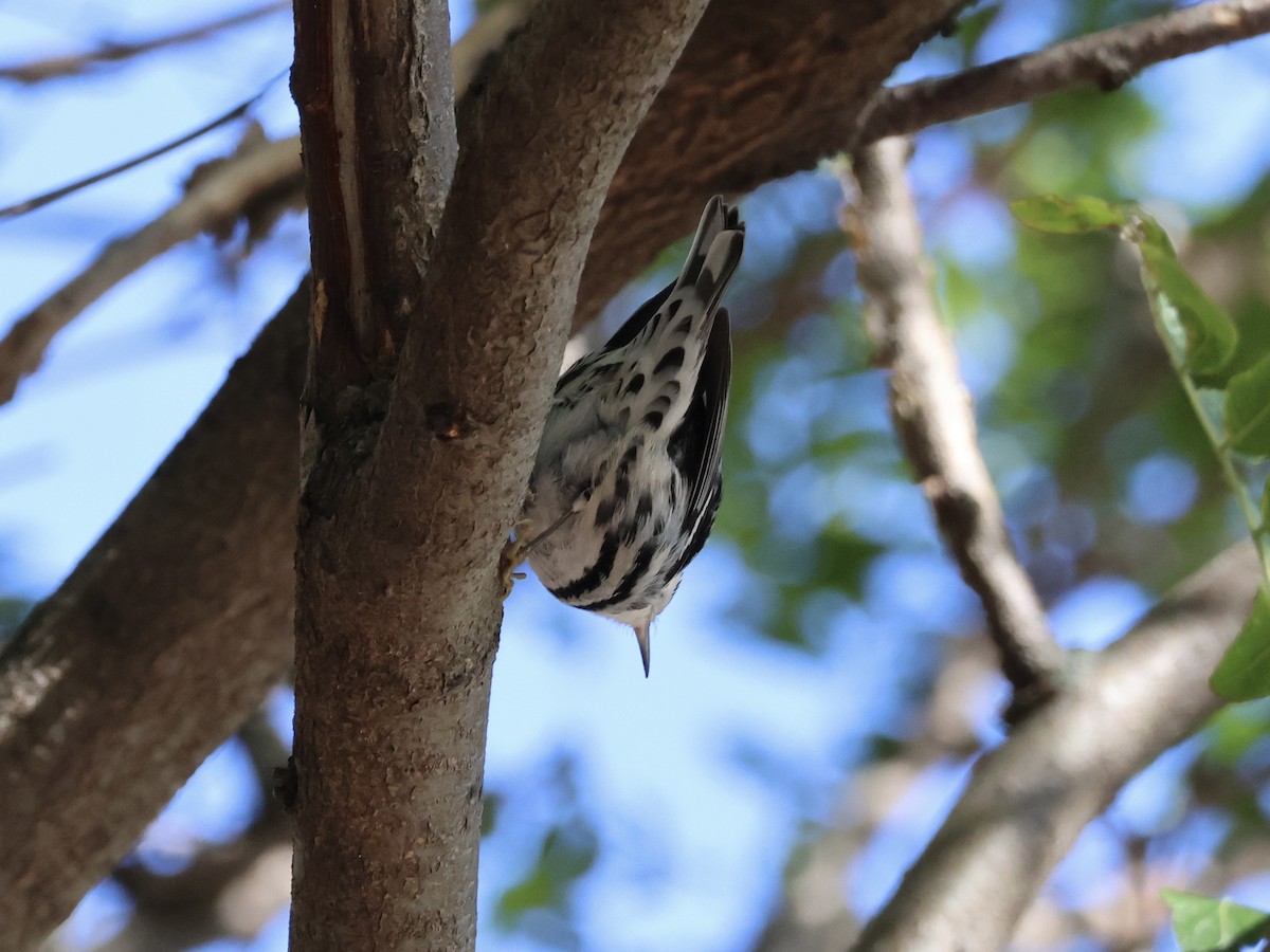 Black-and-white Warbler - ML643315159