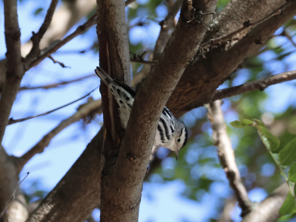 Black-and-white Warbler - ML643315160