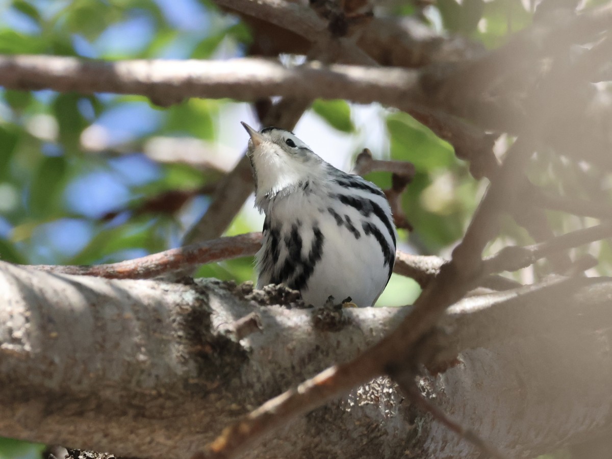 Black-and-white Warbler - ML643315161