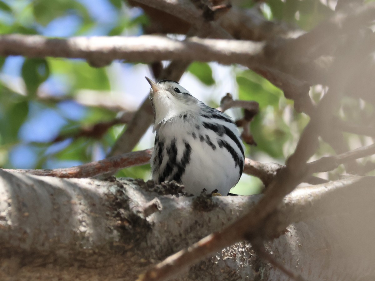 Black-and-white Warbler - ML643315162