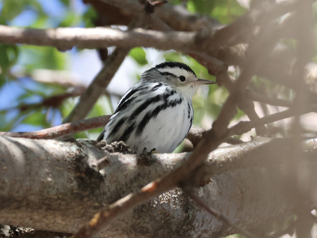 Black-and-white Warbler - ML643315163