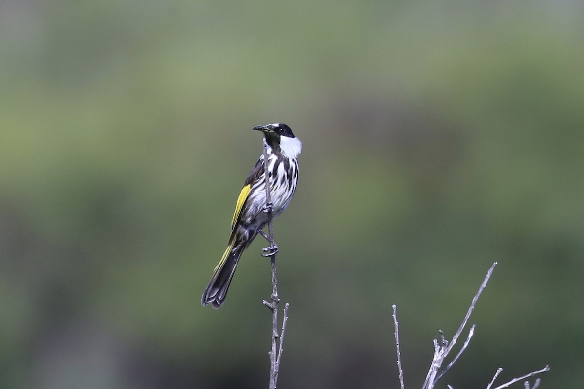 White-cheeked Honeyeater - ML643315164