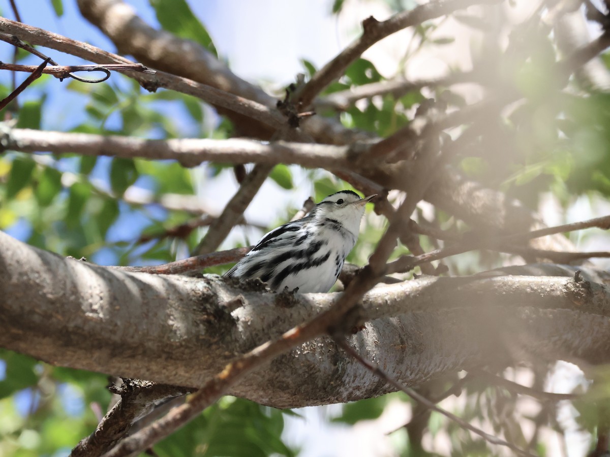 Black-and-white Warbler - ML643315166