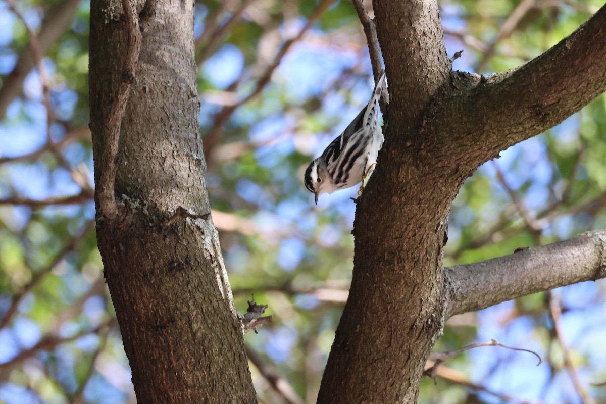 Black-and-white Warbler - ML643315167