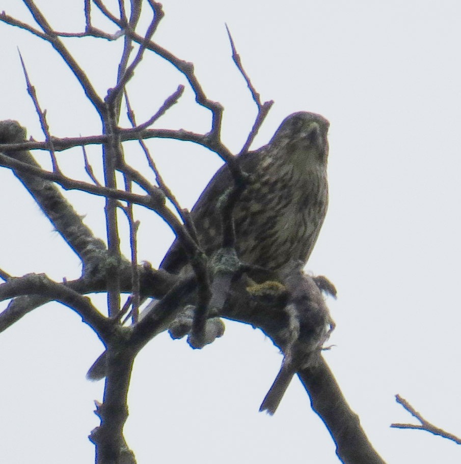 Merlin - ML643315175