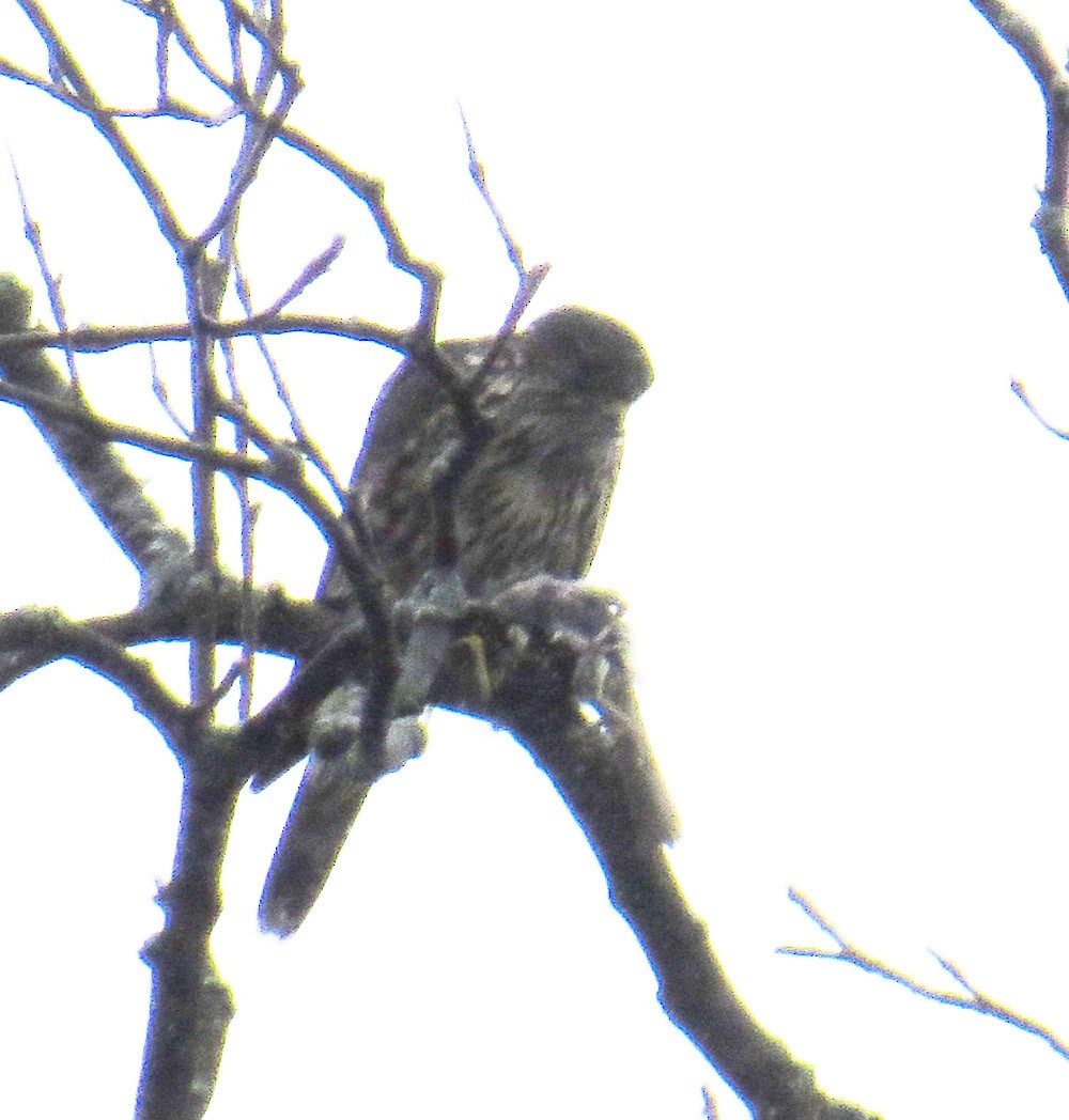 Merlin - ML643315176