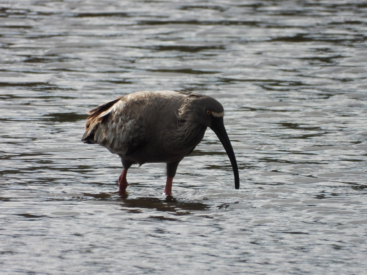 Plumbeous Ibis - ML643315204