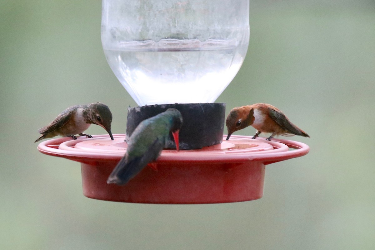Rufous Hummingbird - ML643315244
