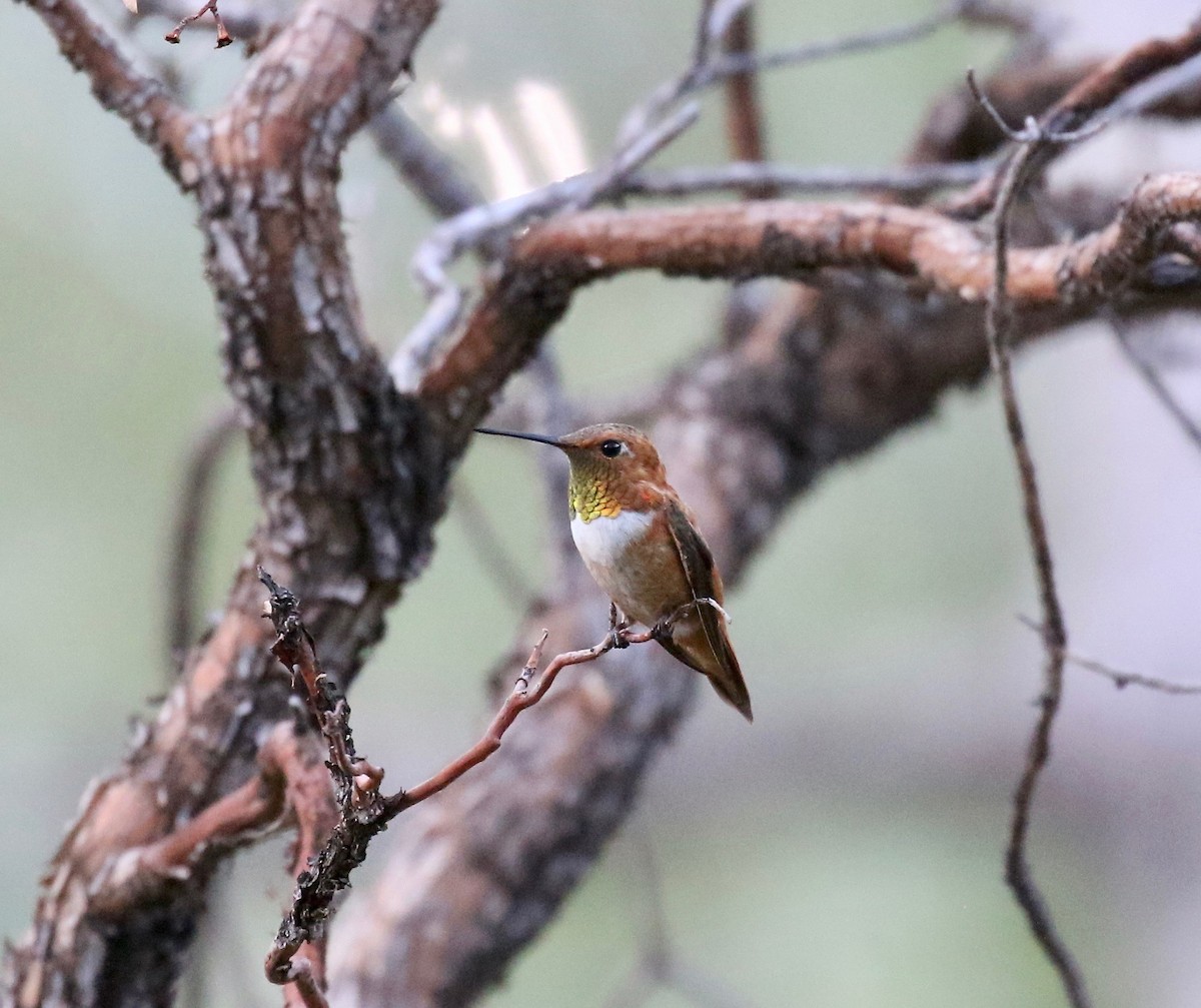 Rufous Hummingbird - ML643315245
