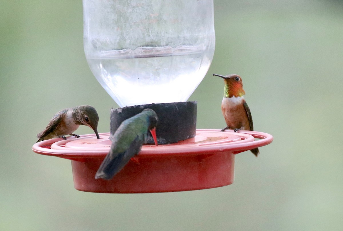 Rufous Hummingbird - ML643315246