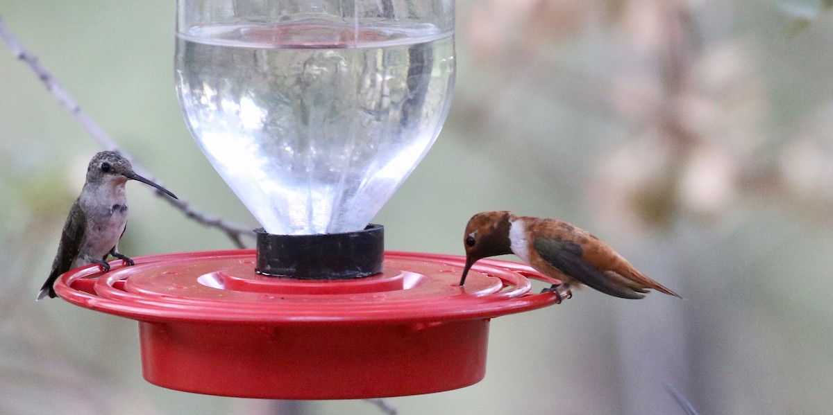 Rufous Hummingbird - ML643315247