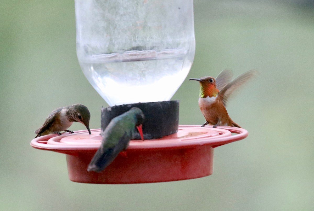 Rufous Hummingbird - ML643315248