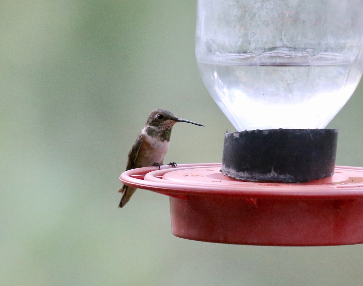 Rufous Hummingbird - ML643315253