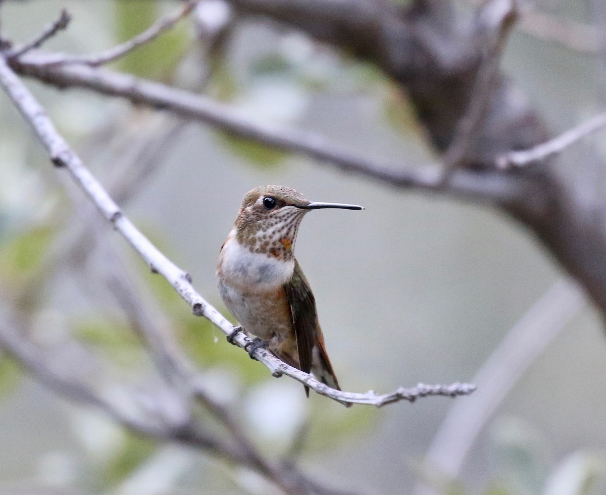 Rufous Hummingbird - ML643315254