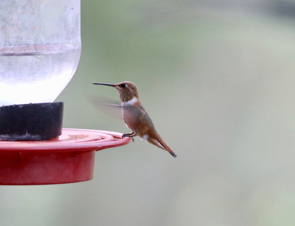 Rufous Hummingbird - ML643315256