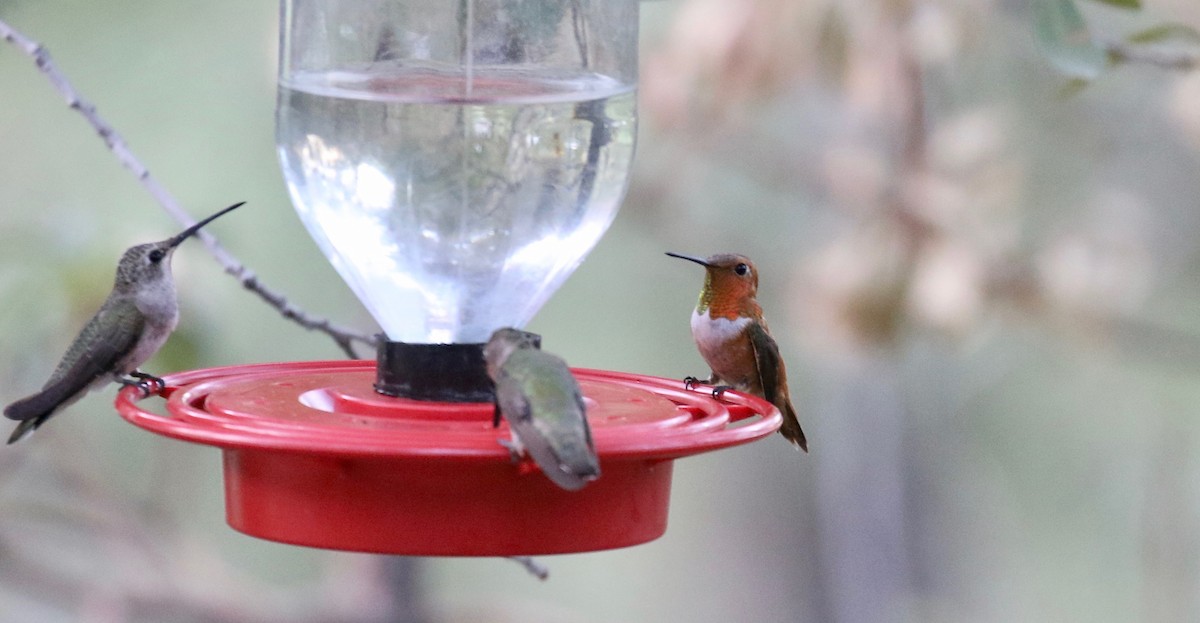 Rufous Hummingbird - ML643315257