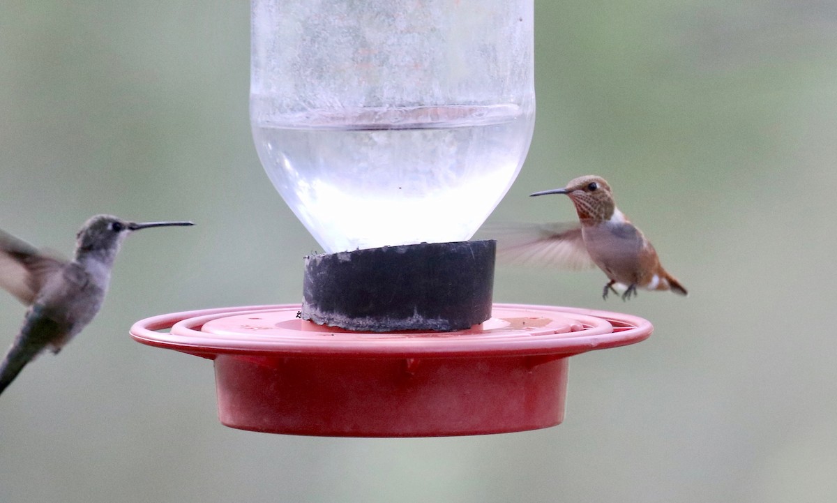Rufous Hummingbird - ML643315258