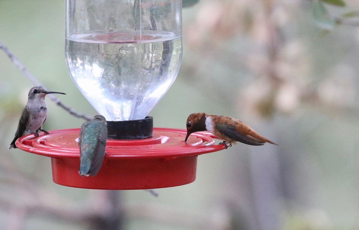 Rufous Hummingbird - ML643315261