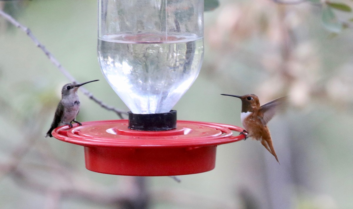 Rufous Hummingbird - ML643315266