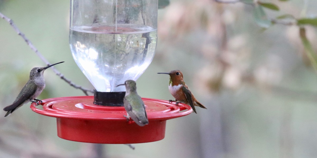 Rufous Hummingbird - ML643315267