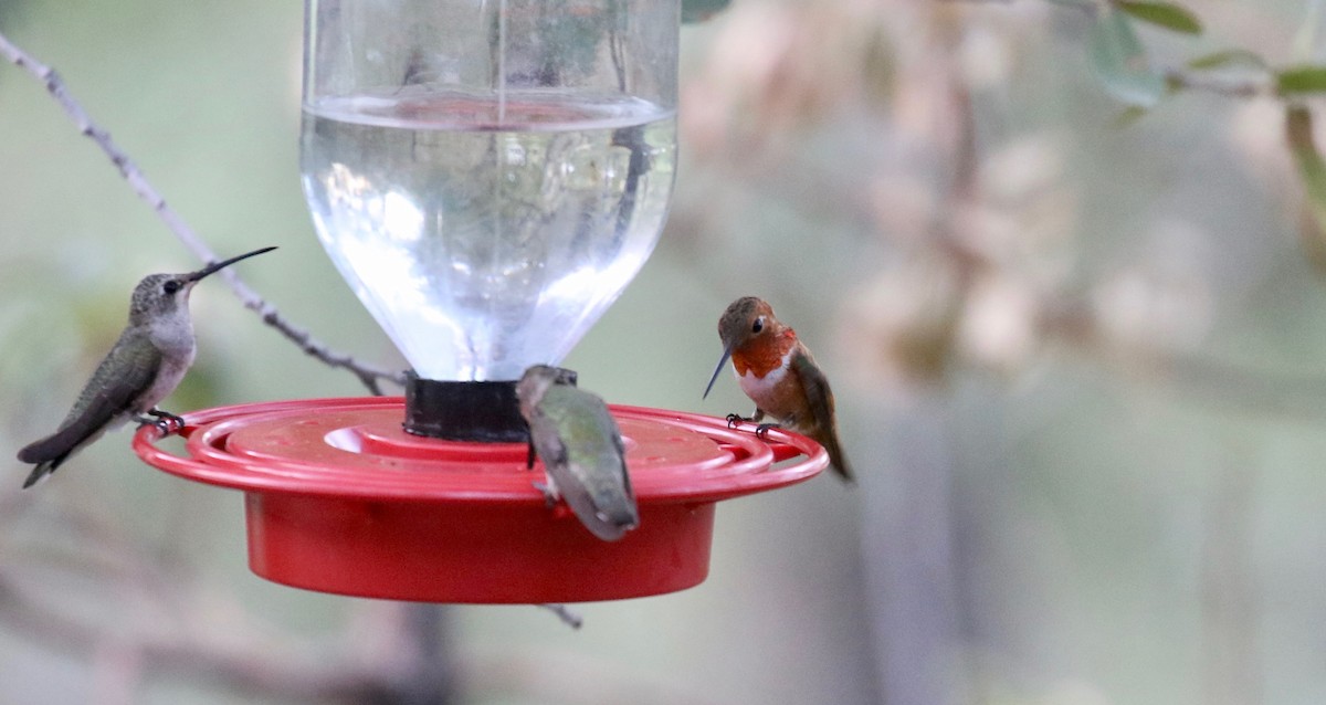 Rufous Hummingbird - ML643315268