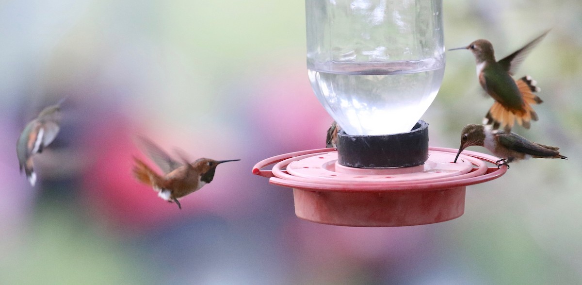 Rufous Hummingbird - ML643315269