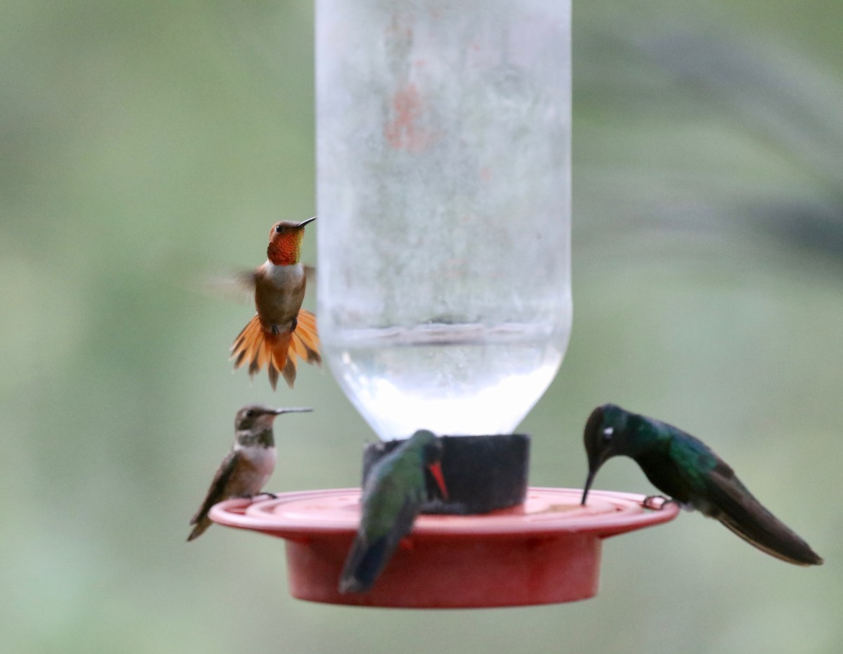 Rufous Hummingbird - ML643315270