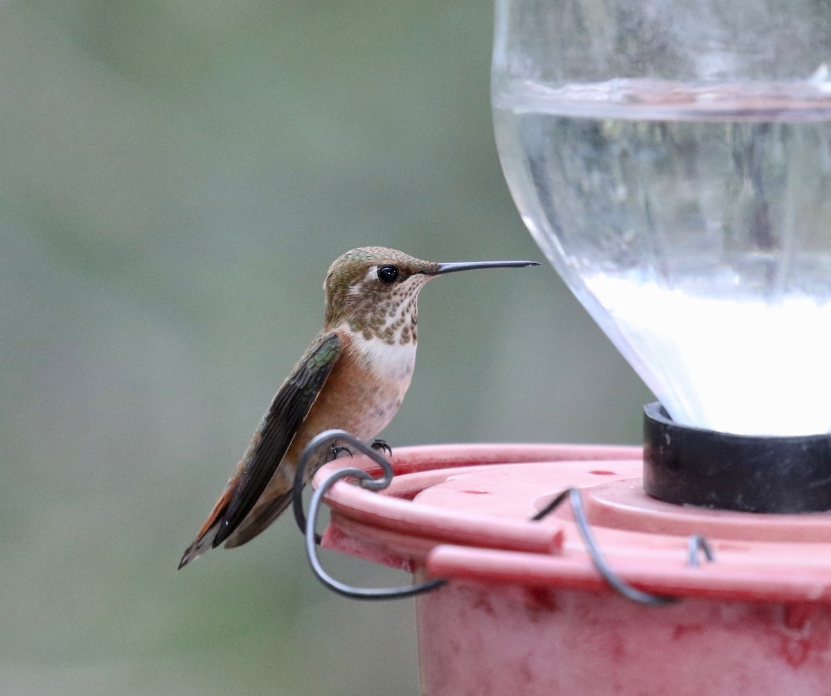 Rufous Hummingbird - ML643315271