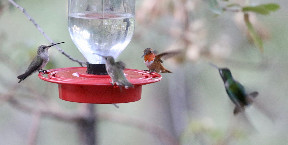 Rufous Hummingbird - ML643315272